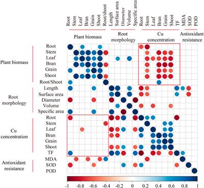 Frontiers Nighttime Warming Promotes Copper Translocation From Root